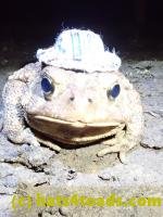 /home//u458753944/public_html/sourcegallery///////Roxborough Toad Detour/2020/2020-03-20/P3200371.JPG